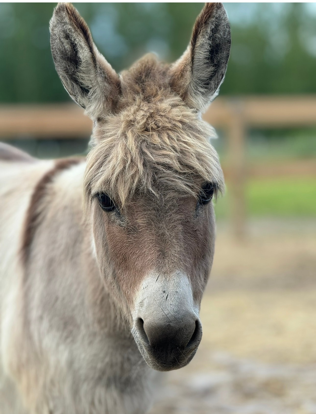 Cuddles, the grey mini donkey